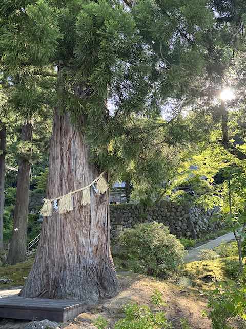 関興寺の長寿の大木
