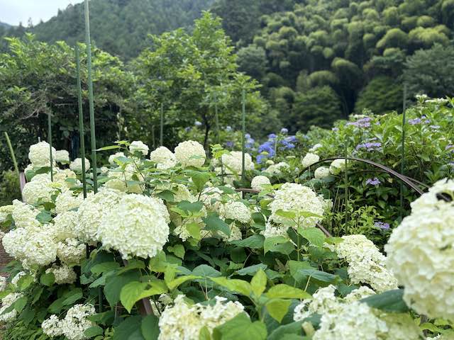 南澤忠一さんが株分けした紫陽花を育てる畑
