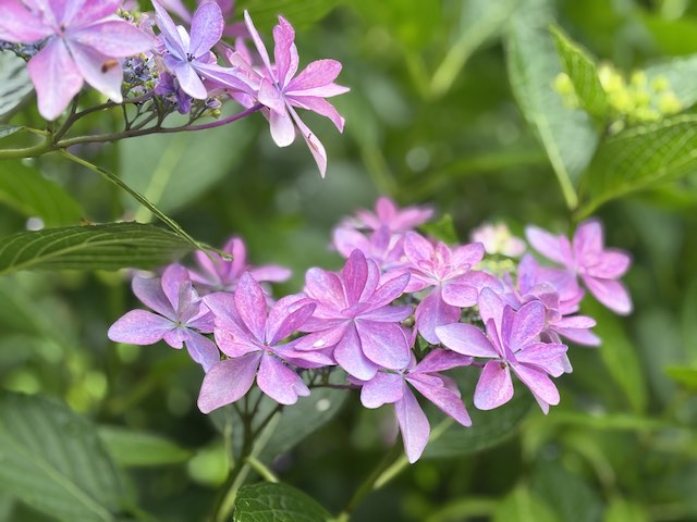 南沢紫陽花山に咲いていたダンスパーティという品種の紫陽花