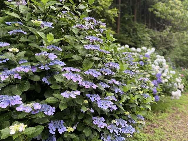 南沢紫陽花山の紫陽花が続く小道の様子