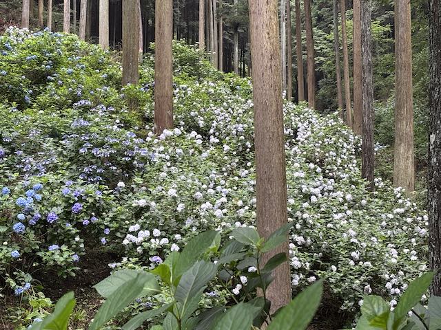 谷へ向かって咲き広がる南沢あじさい山の紫陽花