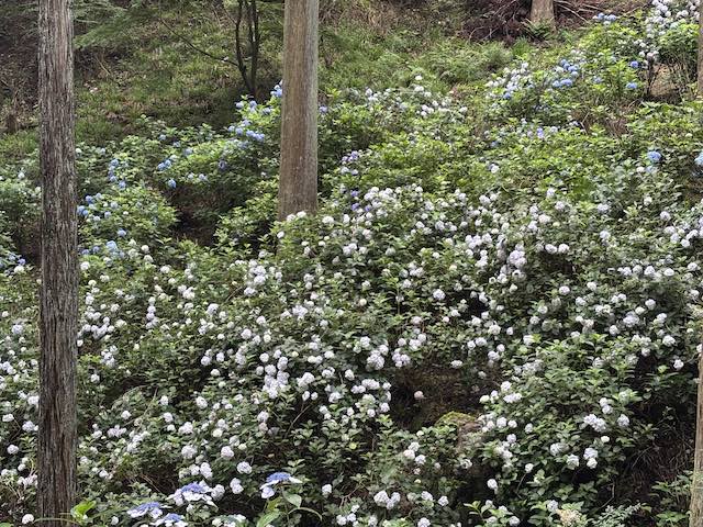 展望台から眺めた南沢あじさい山の紫陽花群生