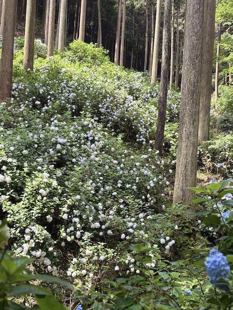 南沢あじさい山の紫陽花の群生地