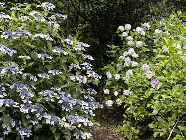 南沢あじさい山の両側に咲く紫陽花の小道