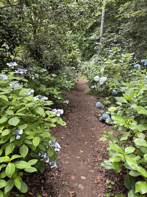 両脇に紫陽花が咲いている南沢あじさいの小道