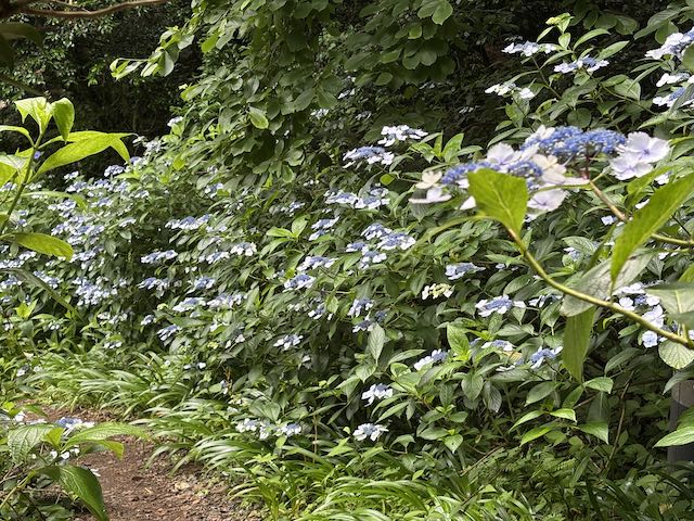 南沢あじさい山の小道