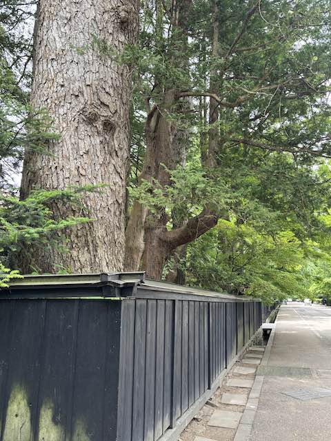 石黒家の塀越しに見える大木のもみの木