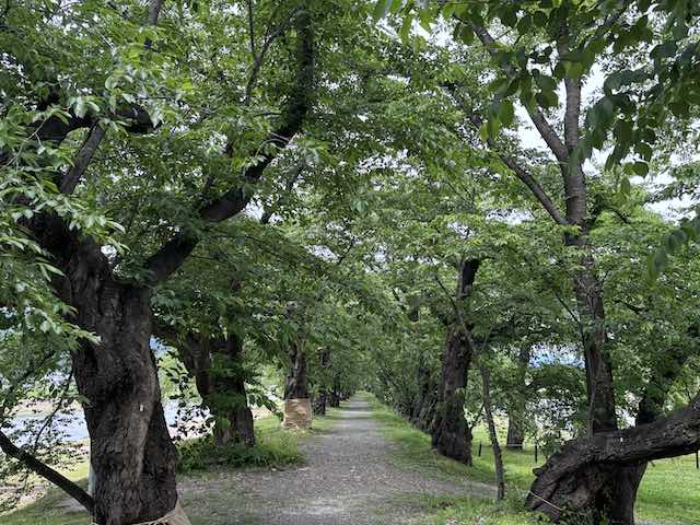 土手から眺めた角館桧木内川堤の桜並木