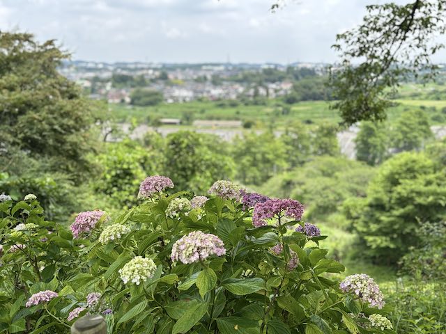 紫陽花越しに見た秋川の風景
