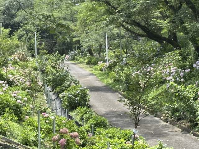 わんダフルネイチャーヴィレッジの舗装路の両脇に紫陽花