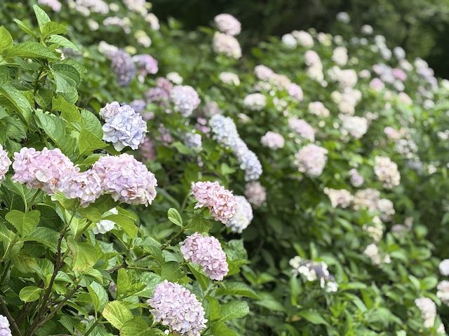 色とりどりの紫陽花が咲くわんダフルネイチャーヴィレッジ