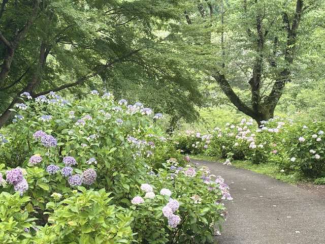 わんダフルネイチャーヴィレッジの紫陽花の小道