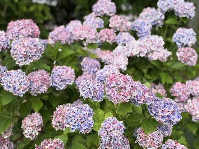 わんダフルネイチャーヴィレッジに咲くモナリザ