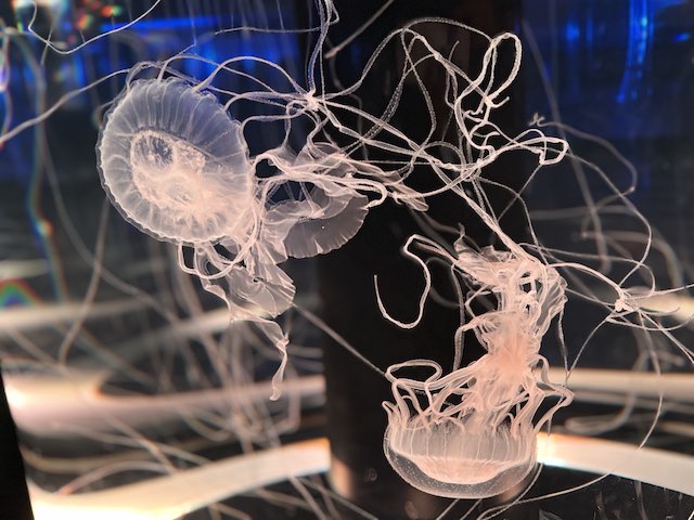 芸術作品みたいなクラゲ