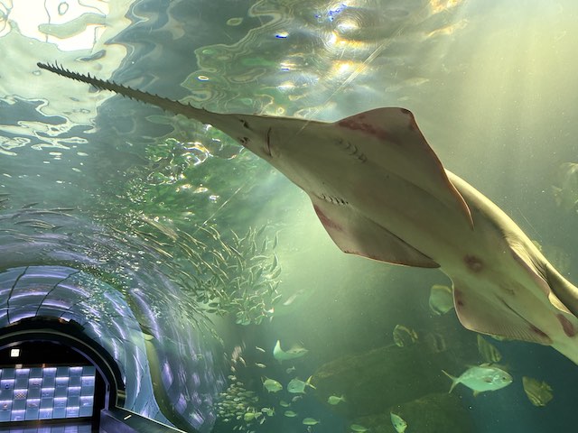 海中トンネルを泳ぐグリーンソーフィッシュ