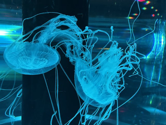 クラゲの透明感がすごくきれいなショット