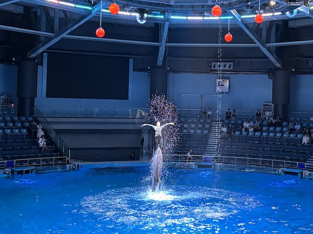 インストラクターがイルカの上に立つシーン