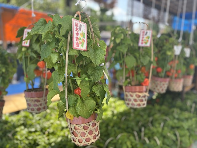 浅草寺ほおずき市で販売されるほおずき鉢