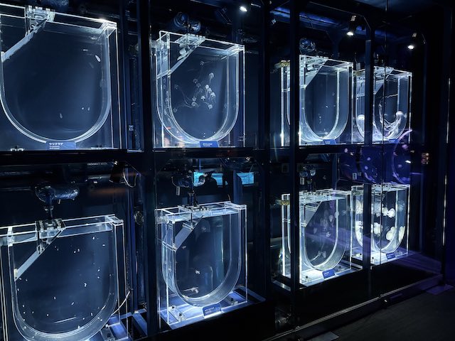 アクリル水槽で展示される小さなミズクラゲ
