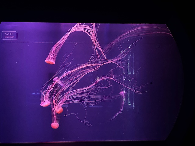 幻想的に展示されたアカクラゲ