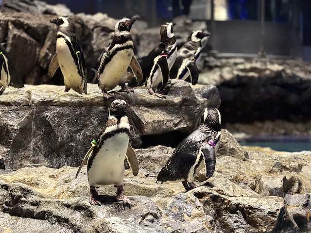 岩場でくつろぐマゼランペンギン