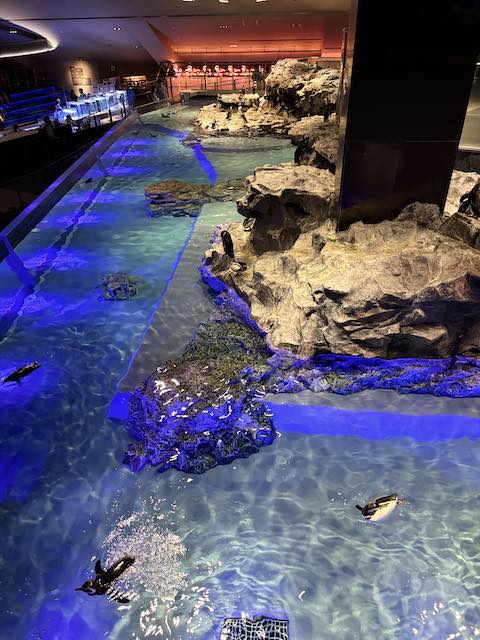 吹き抜けのペンギンプール全景
