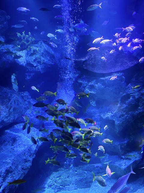 小笠原大水槽を泳ぐ魚たち