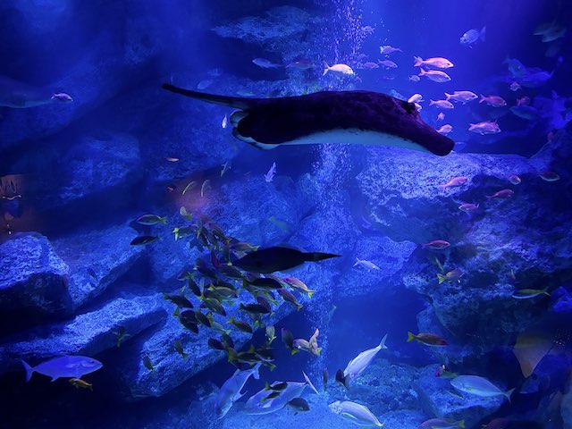 小笠原大水槽をゆったり泳ぐエイ