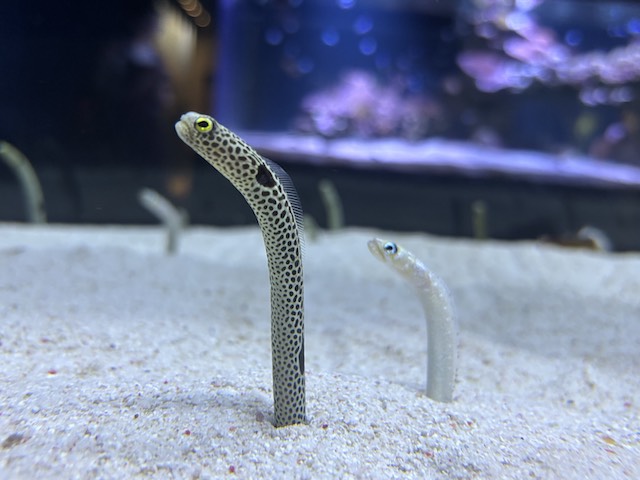 砂から顔を出すチンアナゴとホワイトスポッテッドガーデンイール