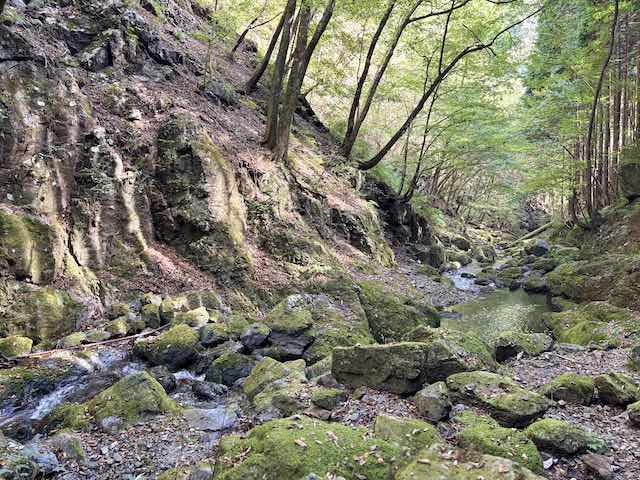 川苔谷の渓流沿いに広がる苔むした岩場と木々