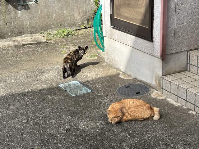 坂手島の集落で休む2匹の猫