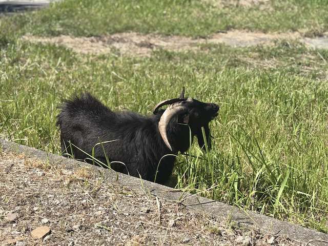 常滑のやきもの散歩道付近で草を食べる大きな角の黒いヤギ